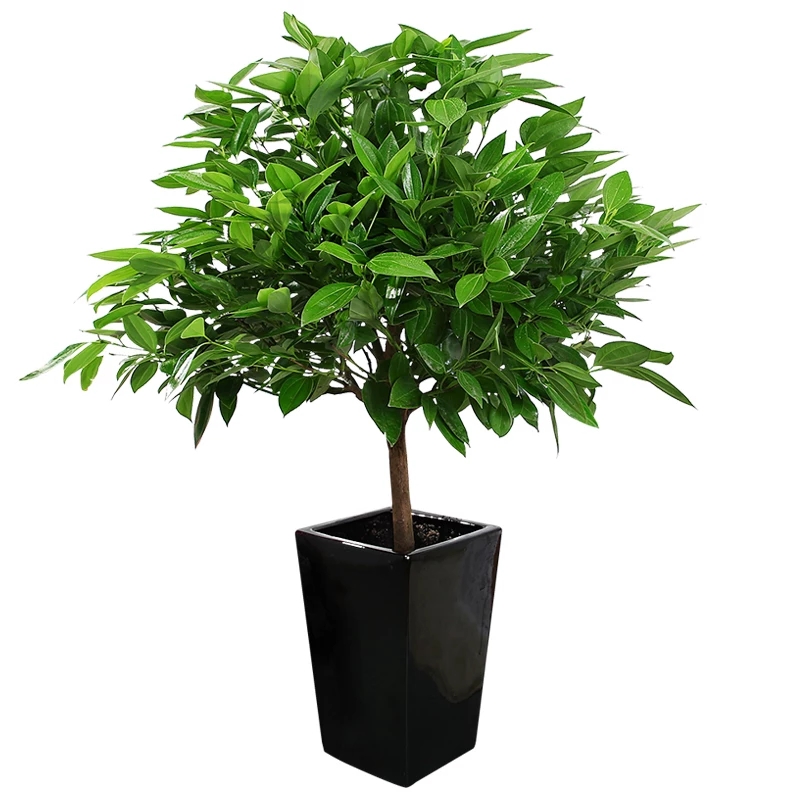 木本綠植規(guī)格：0.5—2.5米由實地空間來設(shè)計擺放